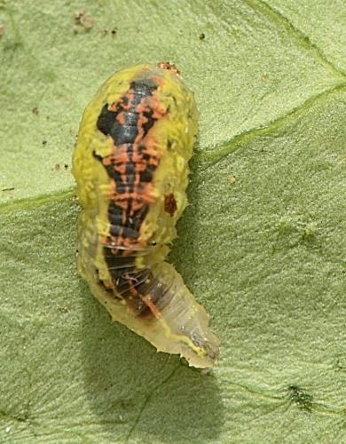 Réf. 348 204 : Syrphus sp.